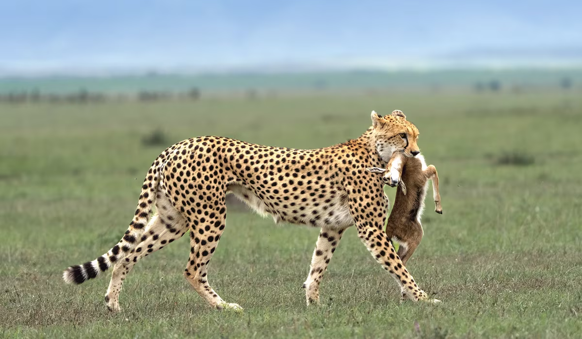 8 Days Tanzania Classic Safari